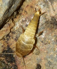 Neoasterolepisma