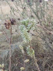 Salix cinerea
