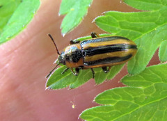 Prasocuris phellandrii