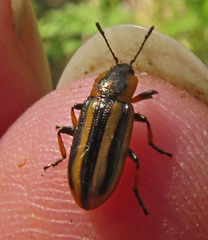 Prasocuris phellandrii