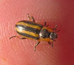 Prasocuris phellandrii