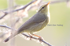 Phylloscopus affinis