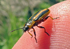 Prasocuris phellandrii