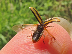 Prasocuris phellandrii