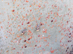 Camponotus pellarius