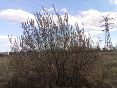 Salix cinerea