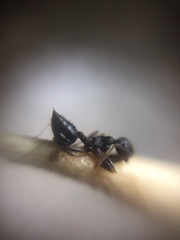 Crematogaster rothneyi