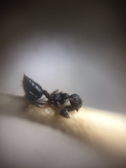 Crematogaster rothneyi