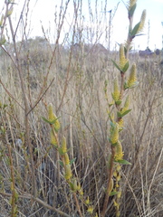 Salix