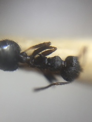 Crematogaster rothneyi