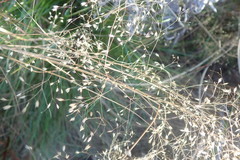 Eragrostis aspera