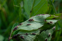 Puccinia aegopodii