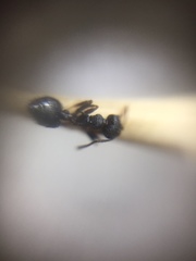 Crematogaster rothneyi