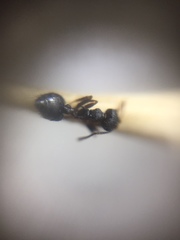 Crematogaster rothneyi