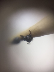 Crematogaster rothneyi