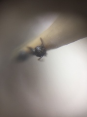 Crematogaster rothneyi