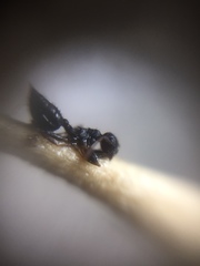 Crematogaster rothneyi