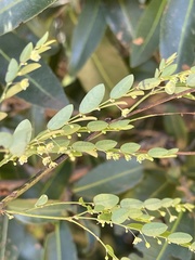 Phyllanthus pentandrus