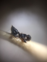 Crematogaster rothneyi