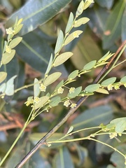 Phyllanthus pentandrus