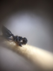Crematogaster rothneyi