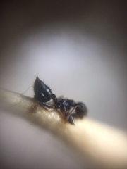 Crematogaster rothneyi