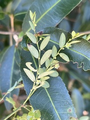 Phyllanthus pentandrus