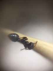 Crematogaster rothneyi