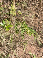 Phyllanthus pentandrus