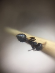 Crematogaster rothneyi