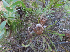 Protea longifolia minor