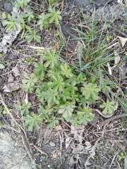 Potentilla argentea