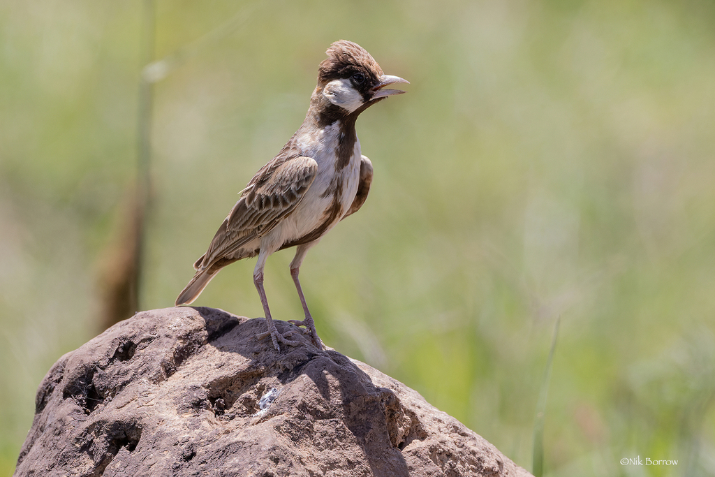 Fischer's Sparrow-Lark