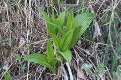 Veratrum nigrum