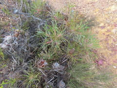 Protea longifolia minor