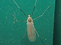 Cheilotrichia