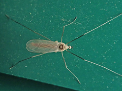 Cheilotrichia