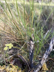 Lomatium cookii