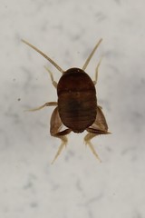 Myrmecophilus manni