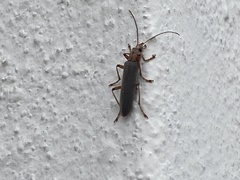 Copidita quadrimaculata