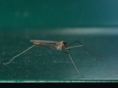 Cheilotrichia