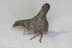 Glossonotus acuminatus