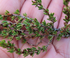 Cliffortia brevifolia