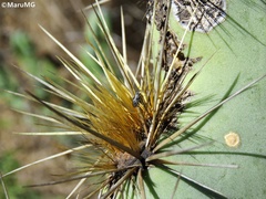 Stictomyia punctata