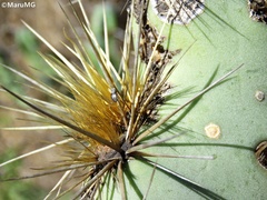 Stictomyia punctata