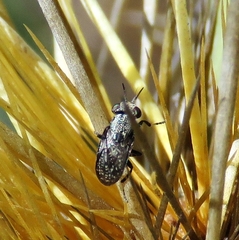Stictomyia punctata