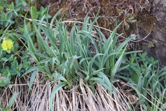 Hemerocallis minor