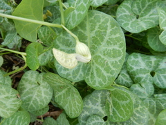 Aristolochia fimbriata