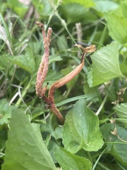 Puccinia mariae-wilsoniae