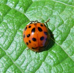 Harmonia axyridis